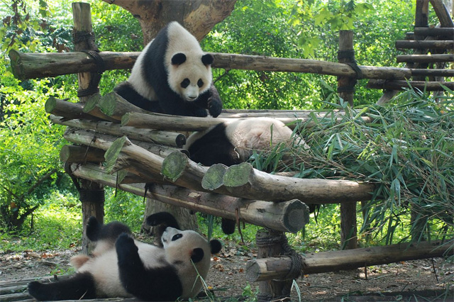 Jardim Zoológico de Chongqing