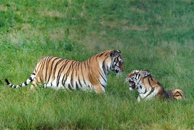 Parco della foresta della tigre nord-orientale