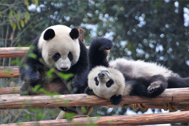 Base de recherche sur l'élevage de pandas géants de Chengdu