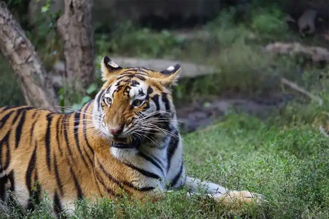 Jardin du tigre de Sibérie