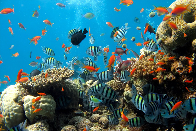 Le monde sous-marin de Pattaya