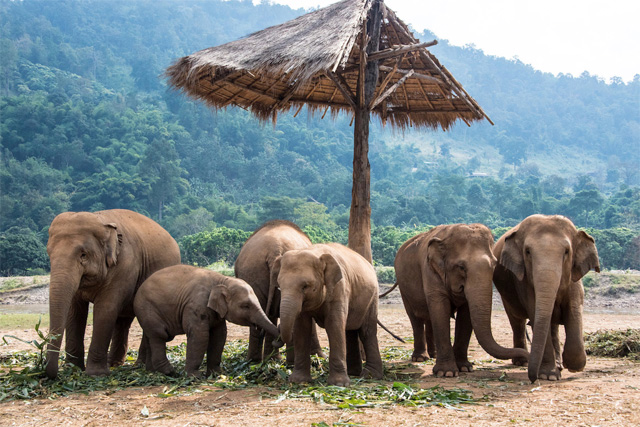 Centre de conservation des éléphants