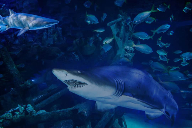 プーケットの水族館