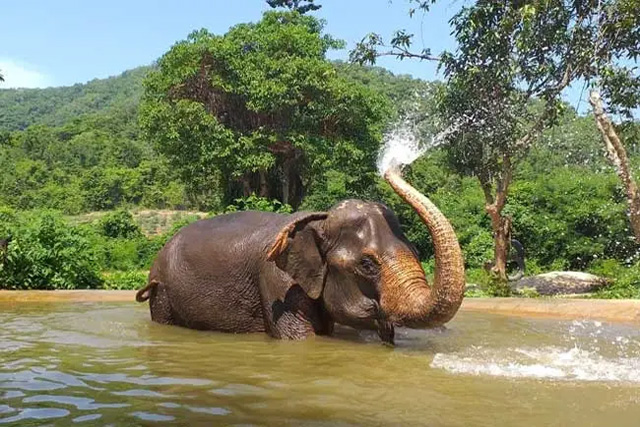 Aldeia de elefantes em Pattaya